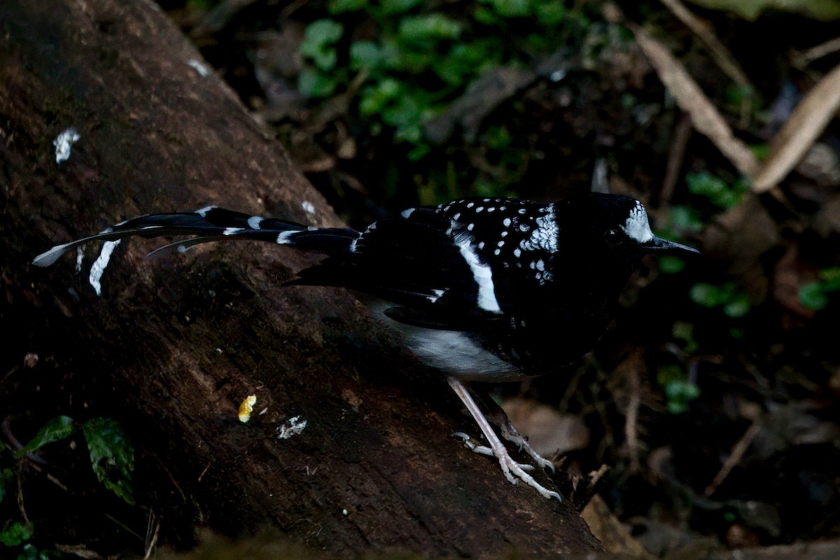 Spotted Forktail - ML646787641