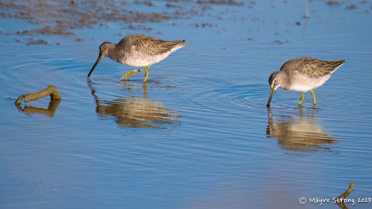 Long-billed Dowitcher - ML646787642