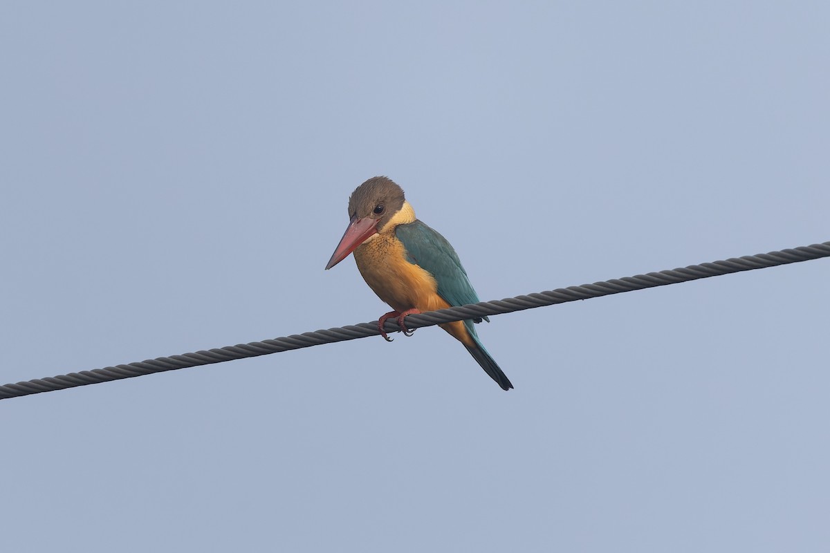 Stork-billed Kingfisher - ML646787643