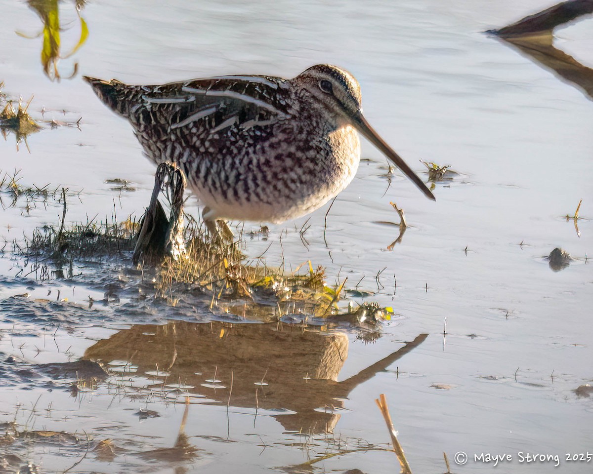Wilson's Snipe - ML646787644