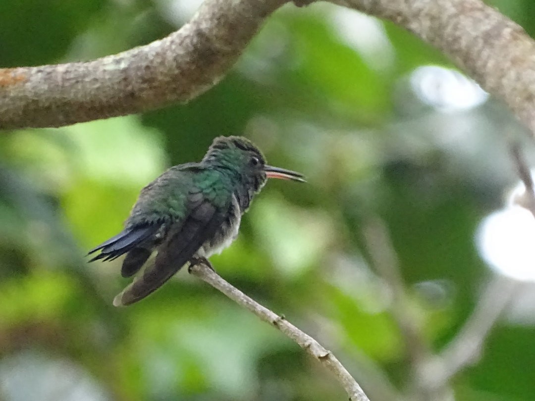 Glittering-throated Emerald - ML646787646