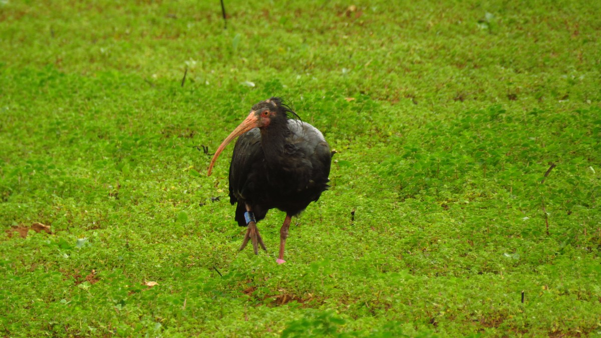 Ibis Eremita - ML646787647