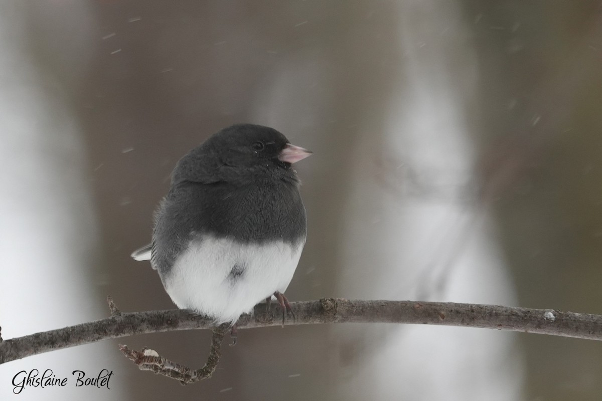 Dark-eyed Junco - ML646787650