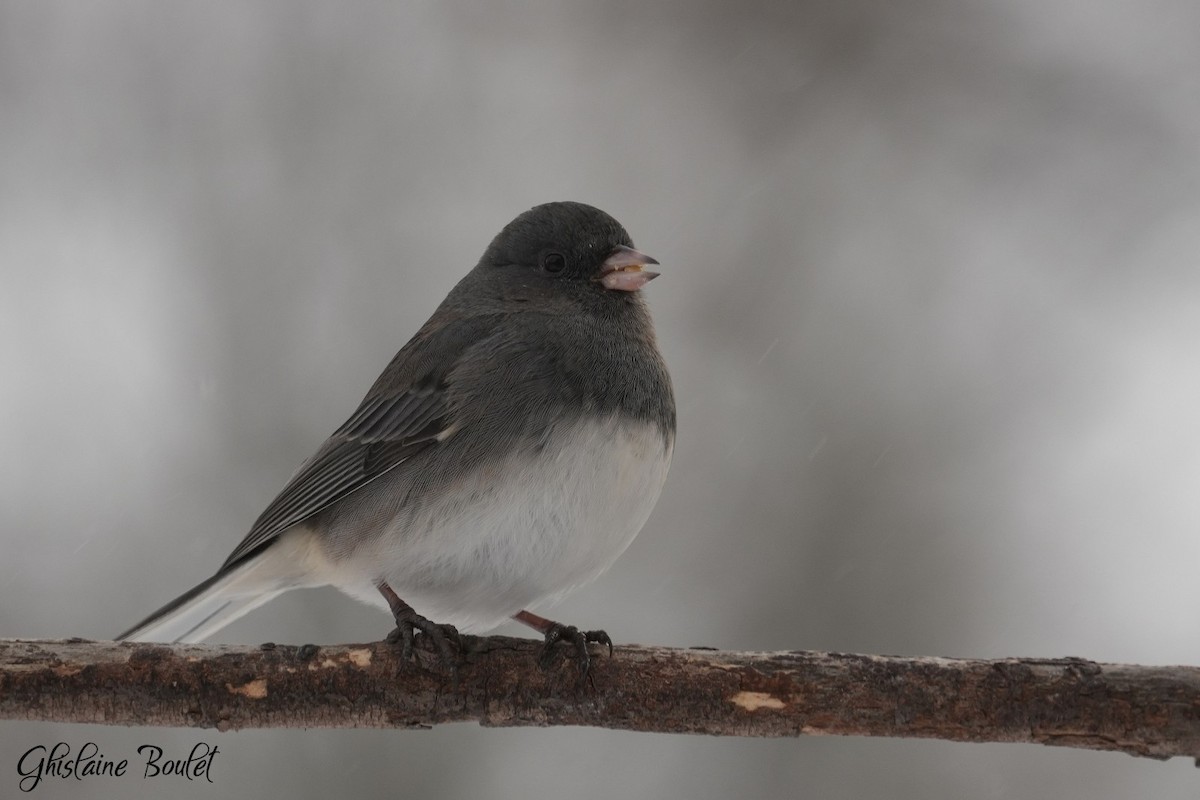 Dark-eyed Junco - ML646787651