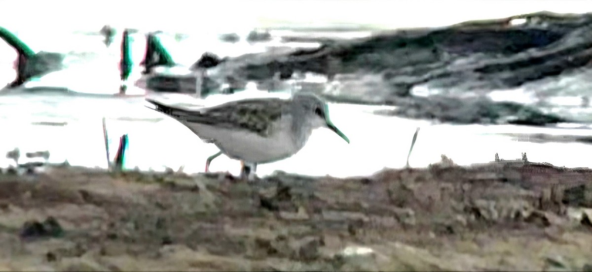 Küçük Kumkuşu - ML646787658