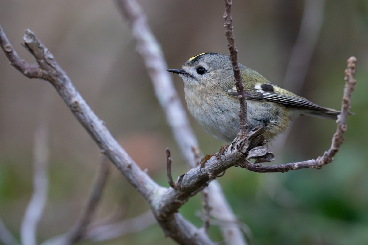 Wintergoldhähnchen [himalayensis-Gruppe] - ML646787661