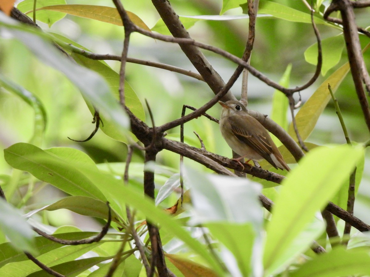 チャムネサメビタキ - ML646787664