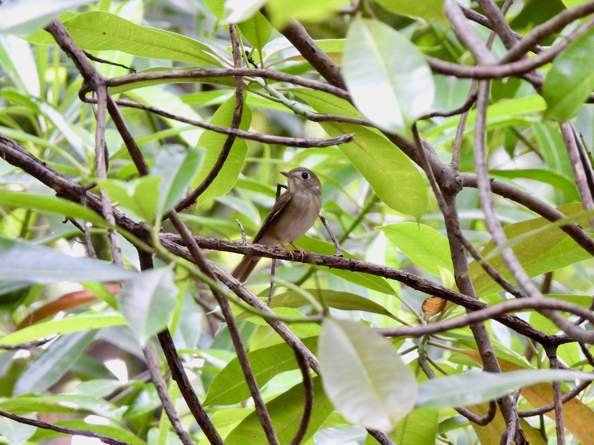 チャムネサメビタキ - ML646787666