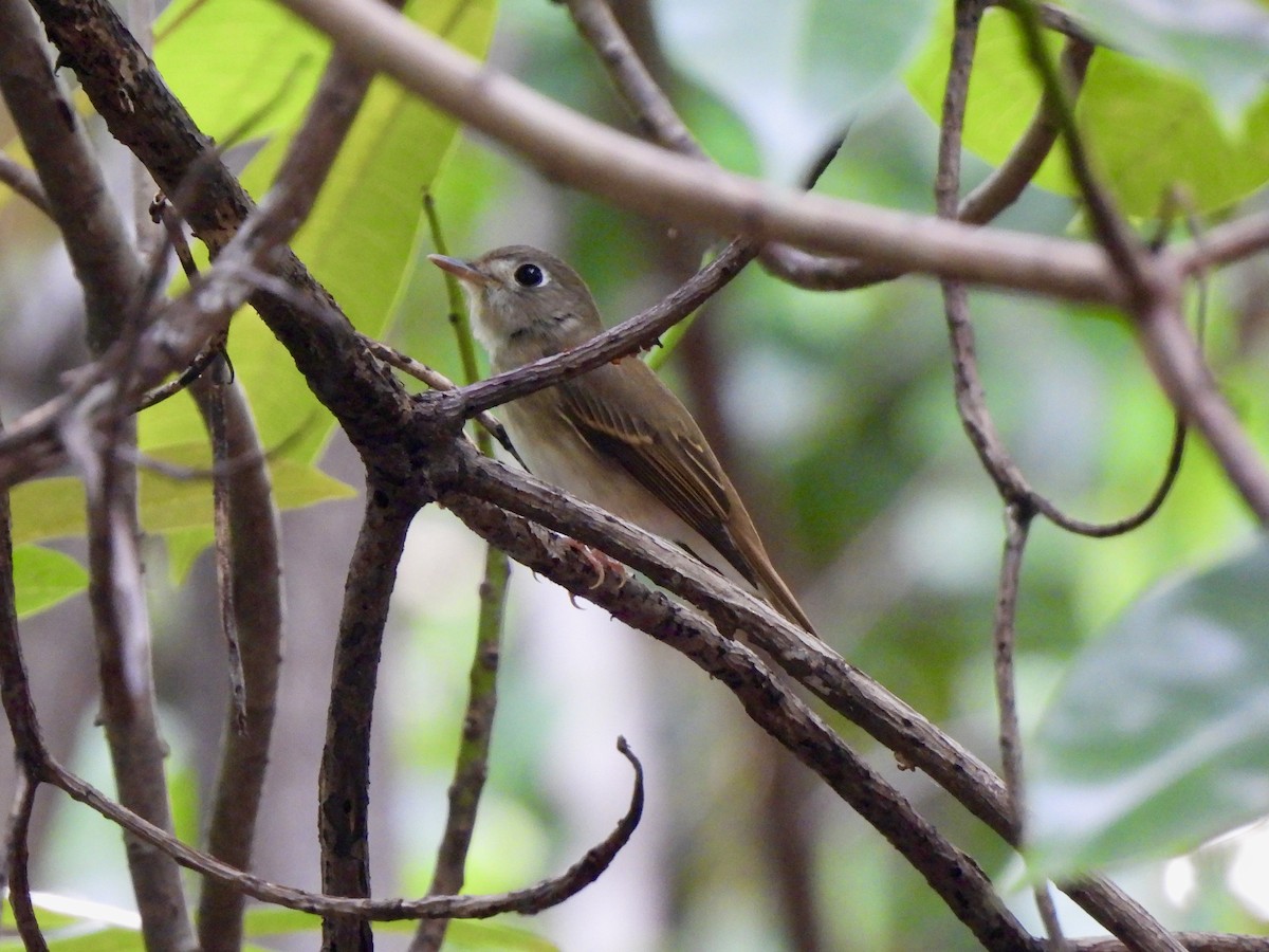 チャムネサメビタキ - ML646787667