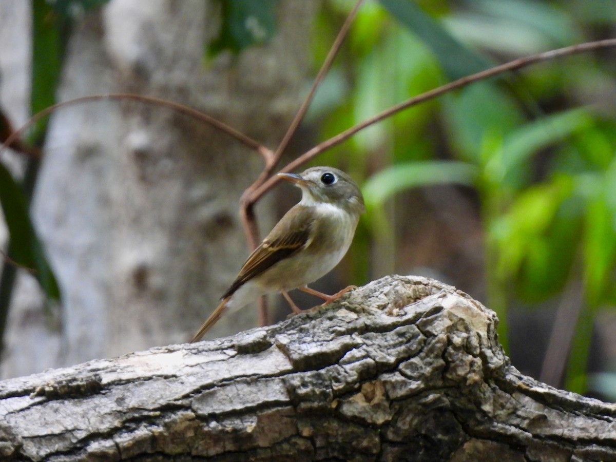 チャムネサメビタキ - ML646787668