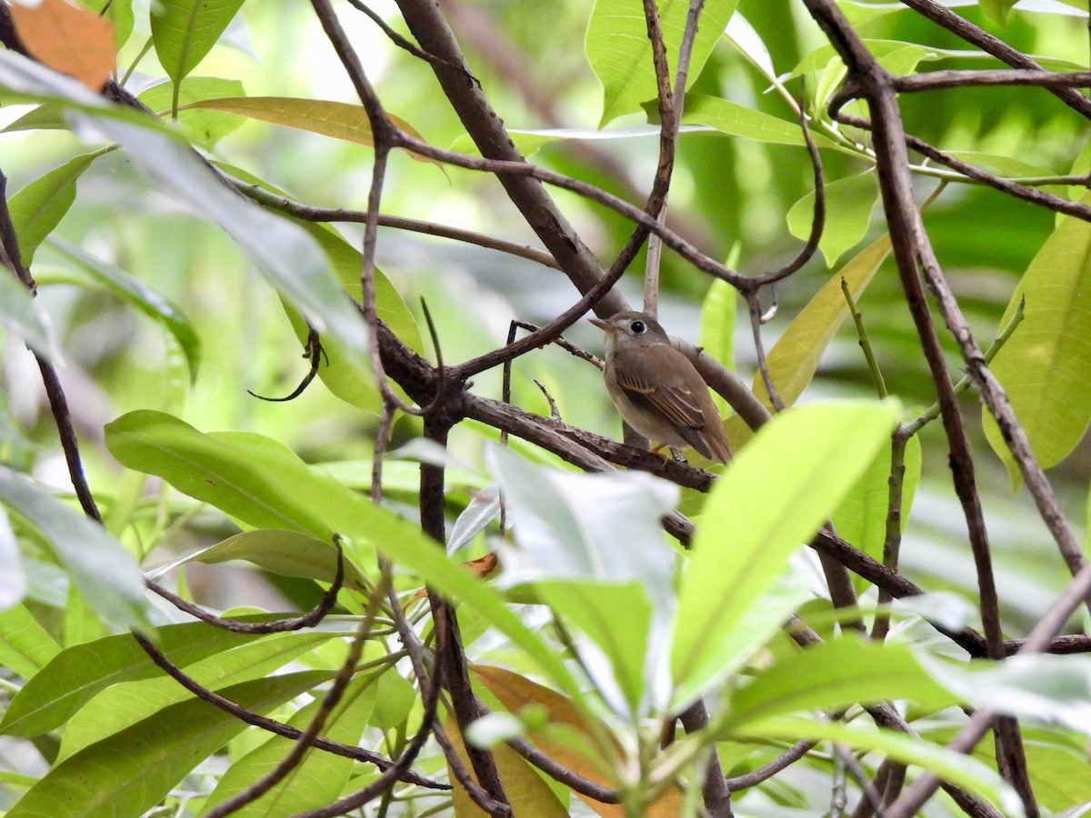 チャムネサメビタキ - ML646787669