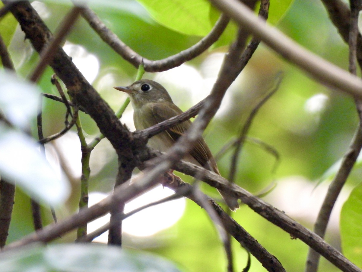 チャムネサメビタキ - ML646787670