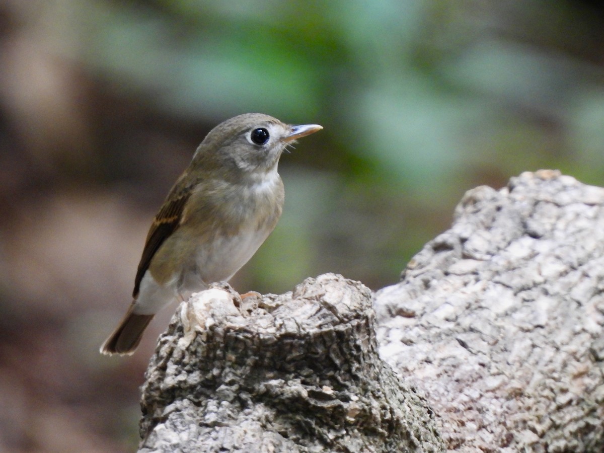 チャムネサメビタキ - ML646787671