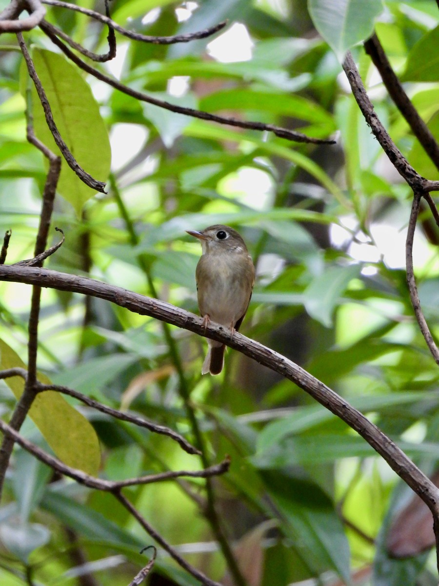 チャムネサメビタキ - ML646787672