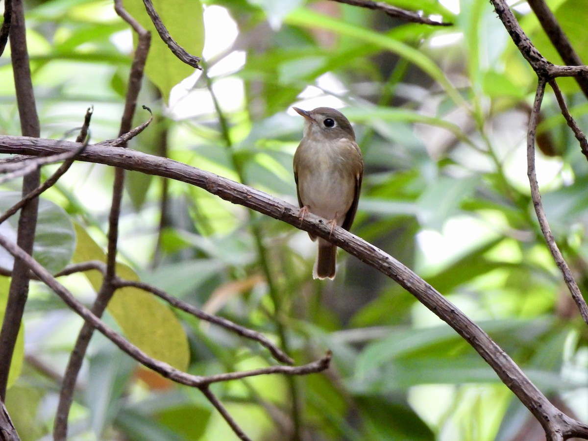 チャムネサメビタキ - ML646787673