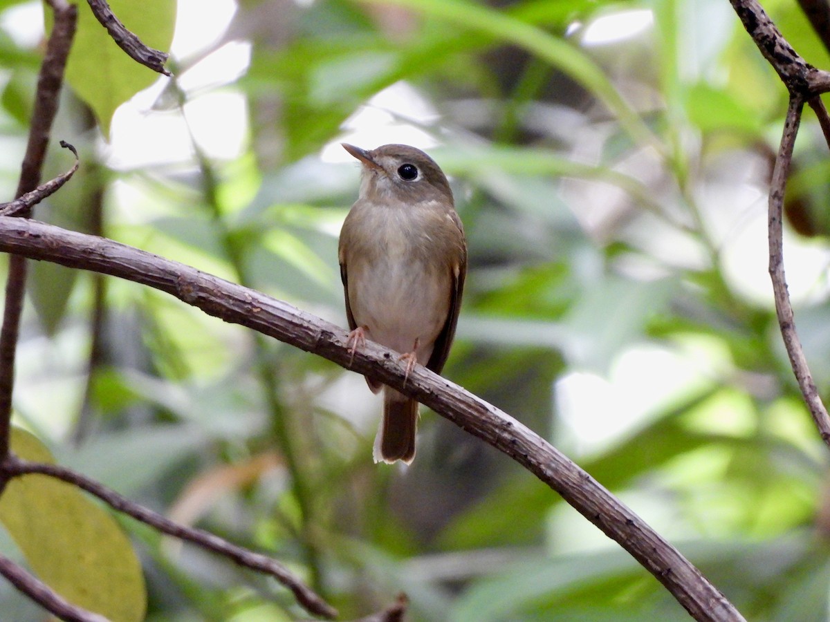 チャムネサメビタキ - ML646787674