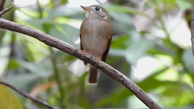 チャムネサメビタキ - ML646787677