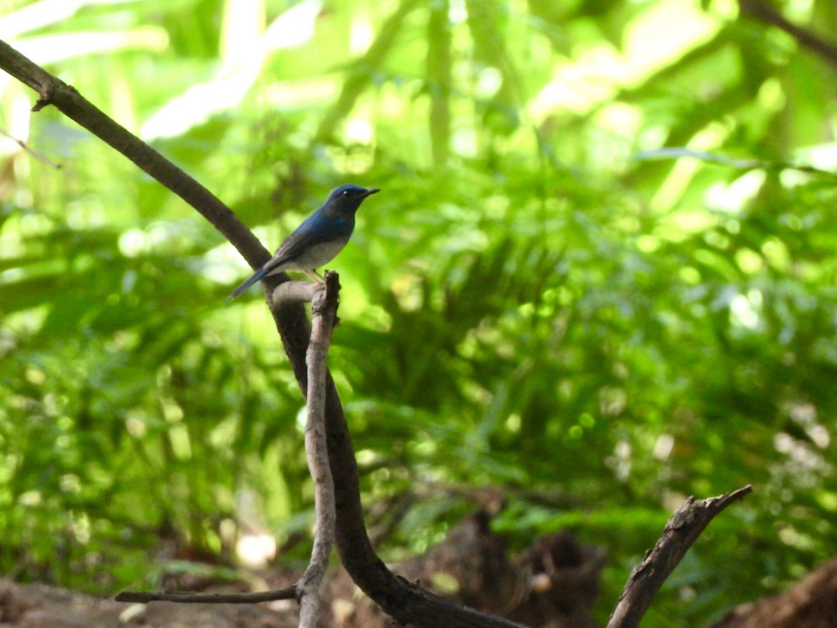 ハイナンヒメアオヒタキ - ML646787689