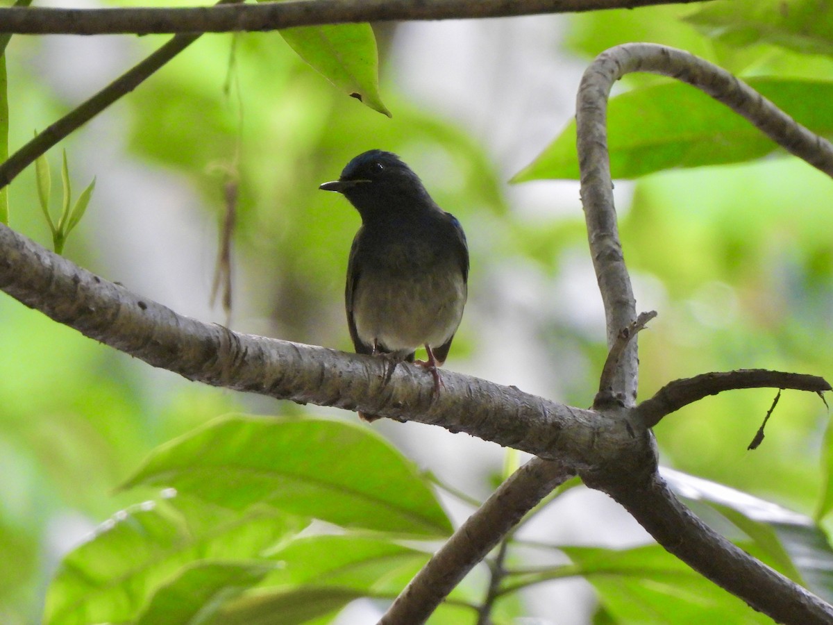 ハイナンヒメアオヒタキ - ML646787690