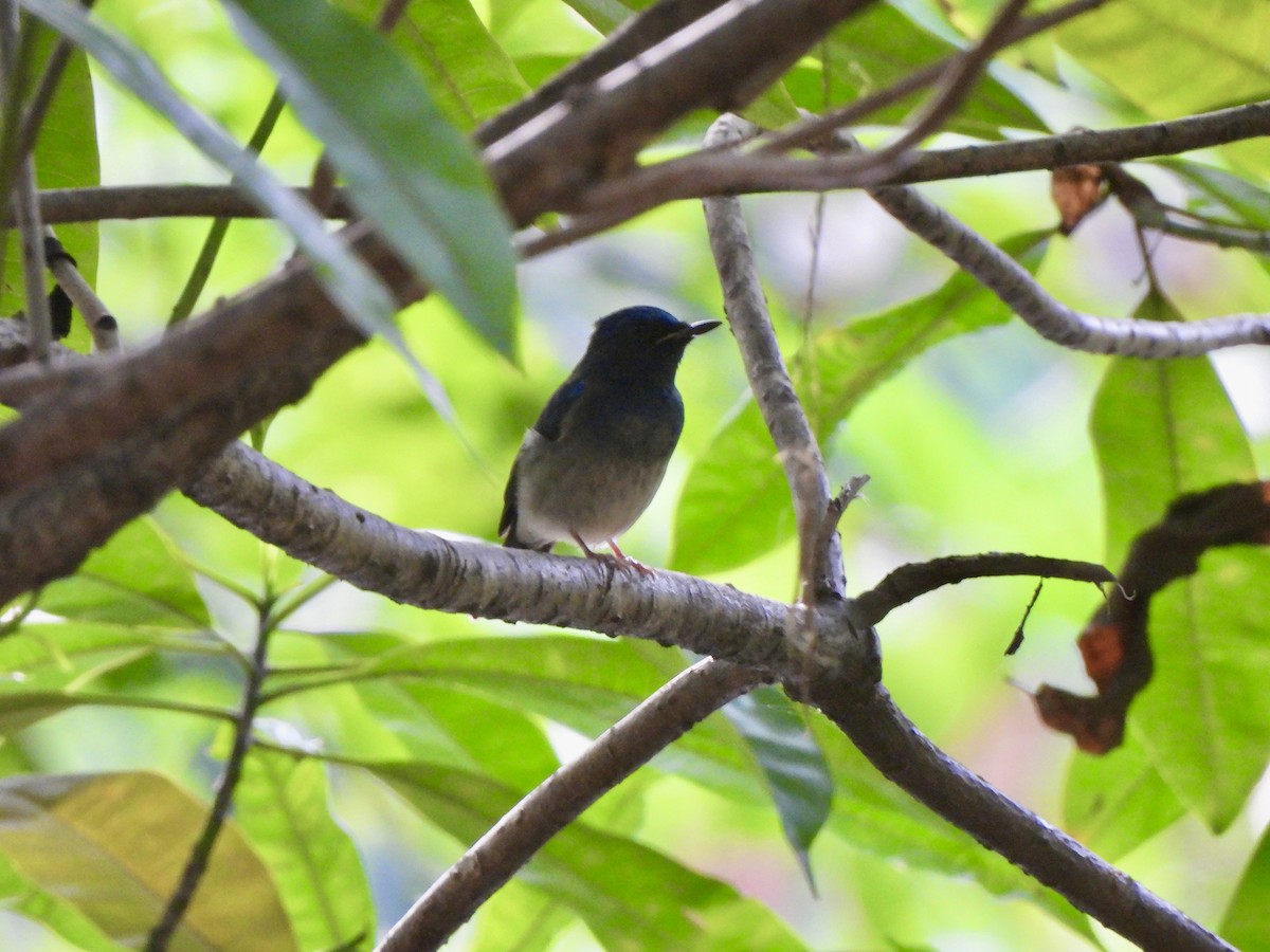 ハイナンヒメアオヒタキ - ML646787693