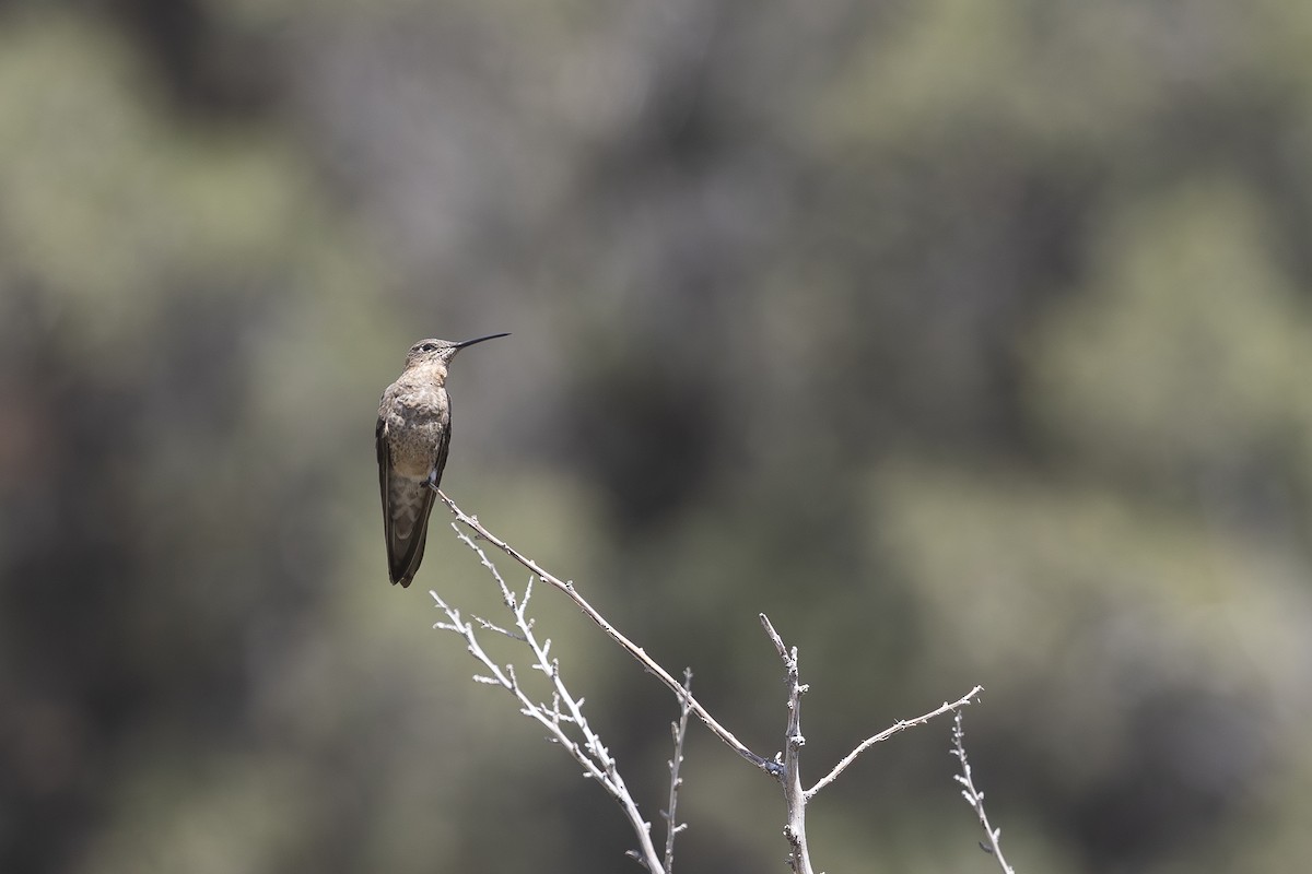 Giant Hummingbird - ML646787694