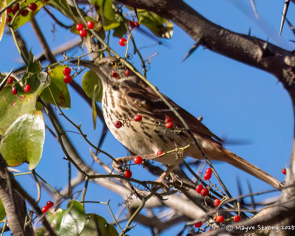 Brown Thrasher - ML646787697