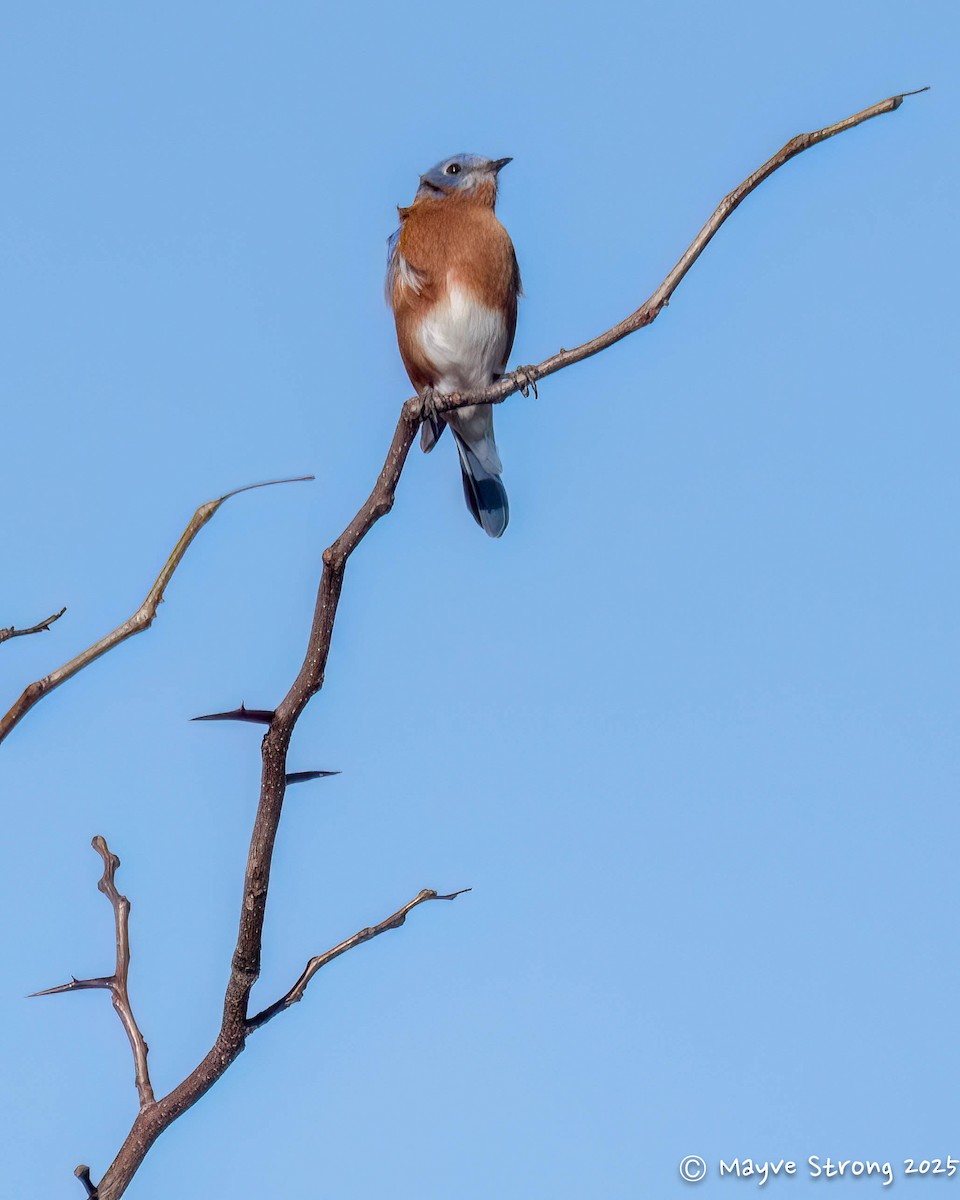 Eastern Bluebird - ML646787698