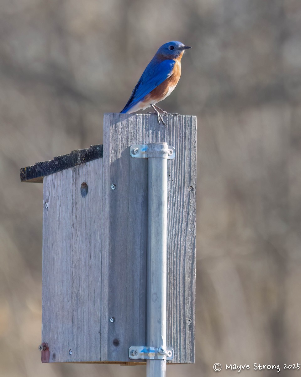 Eastern Bluebird - ML646787699