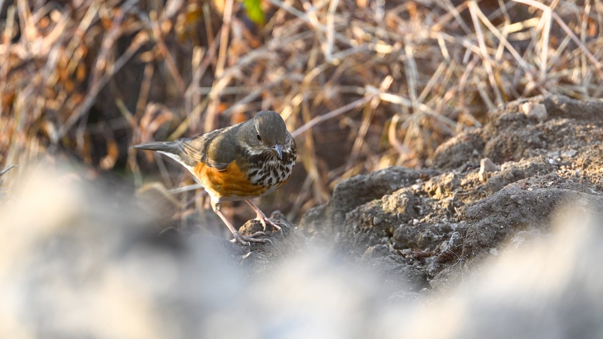 Merle à dos gris - ML646787701