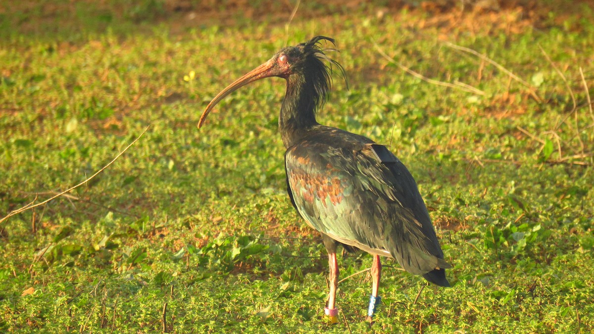 Ibis Eremita - ML646787702