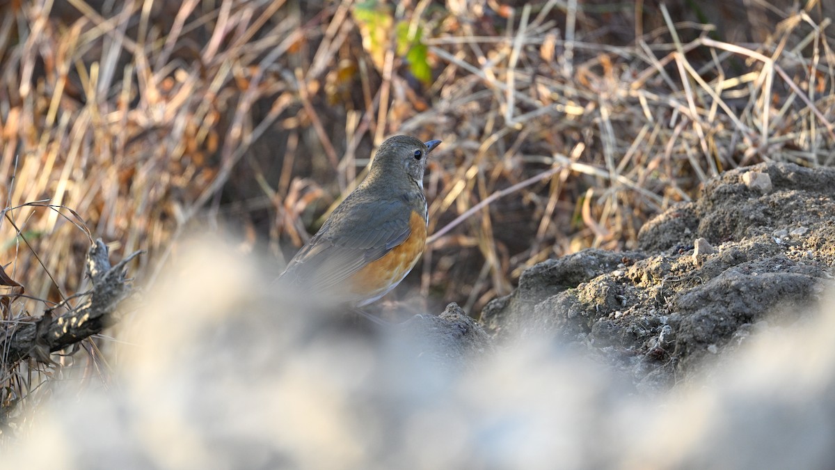 Merle à dos gris - ML646787703