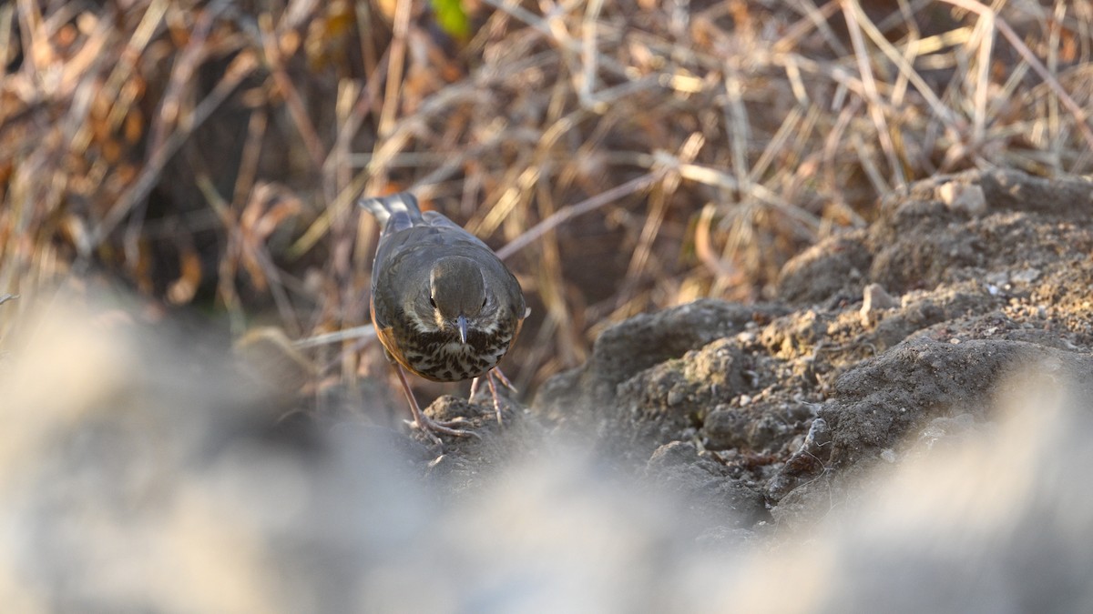 Merle à dos gris - ML646787704