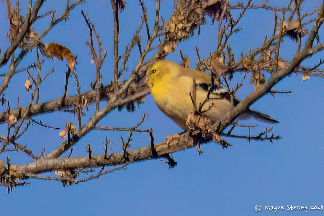 American Goldfinch - ML646787705