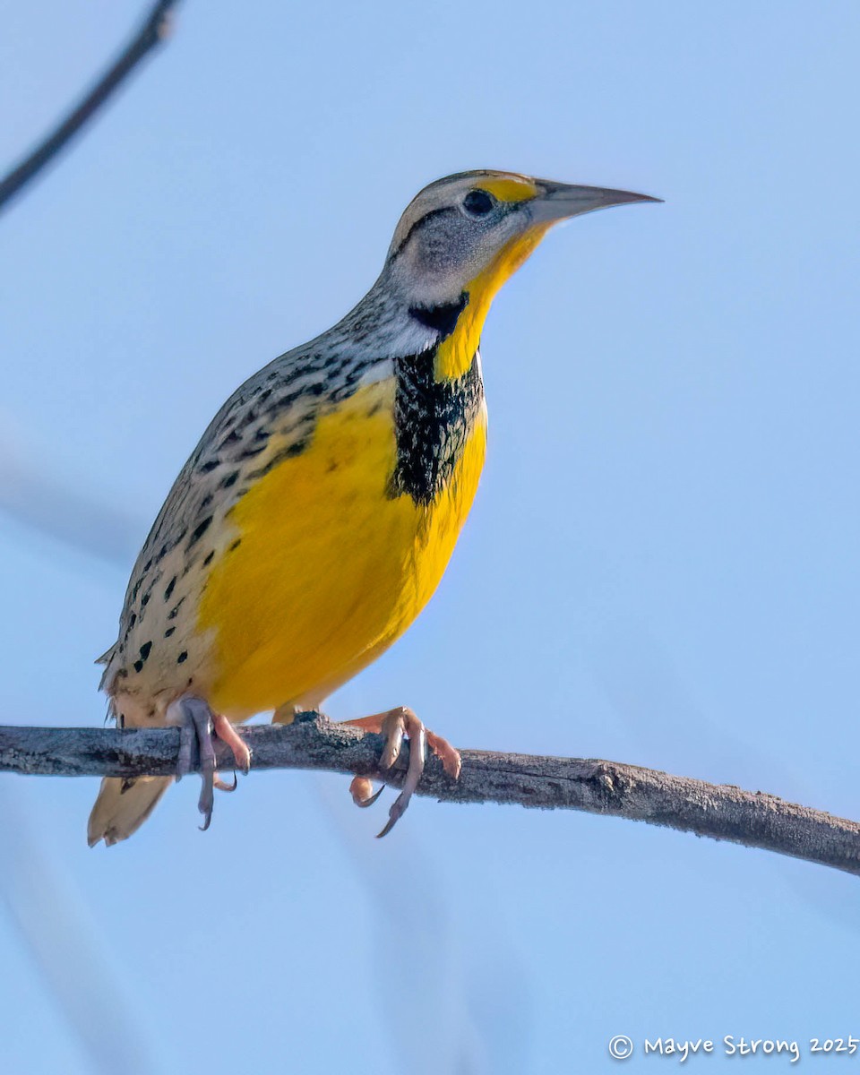 Eastern Meadowlark - ML646787707