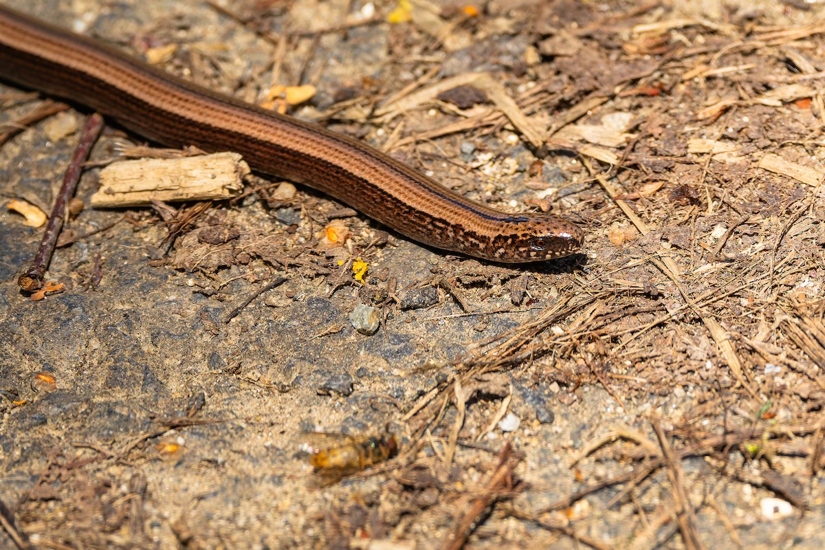 Common Slowworm - ML646787708