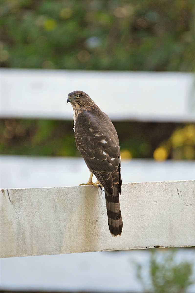 Cooper's Hawk - ML646787714
