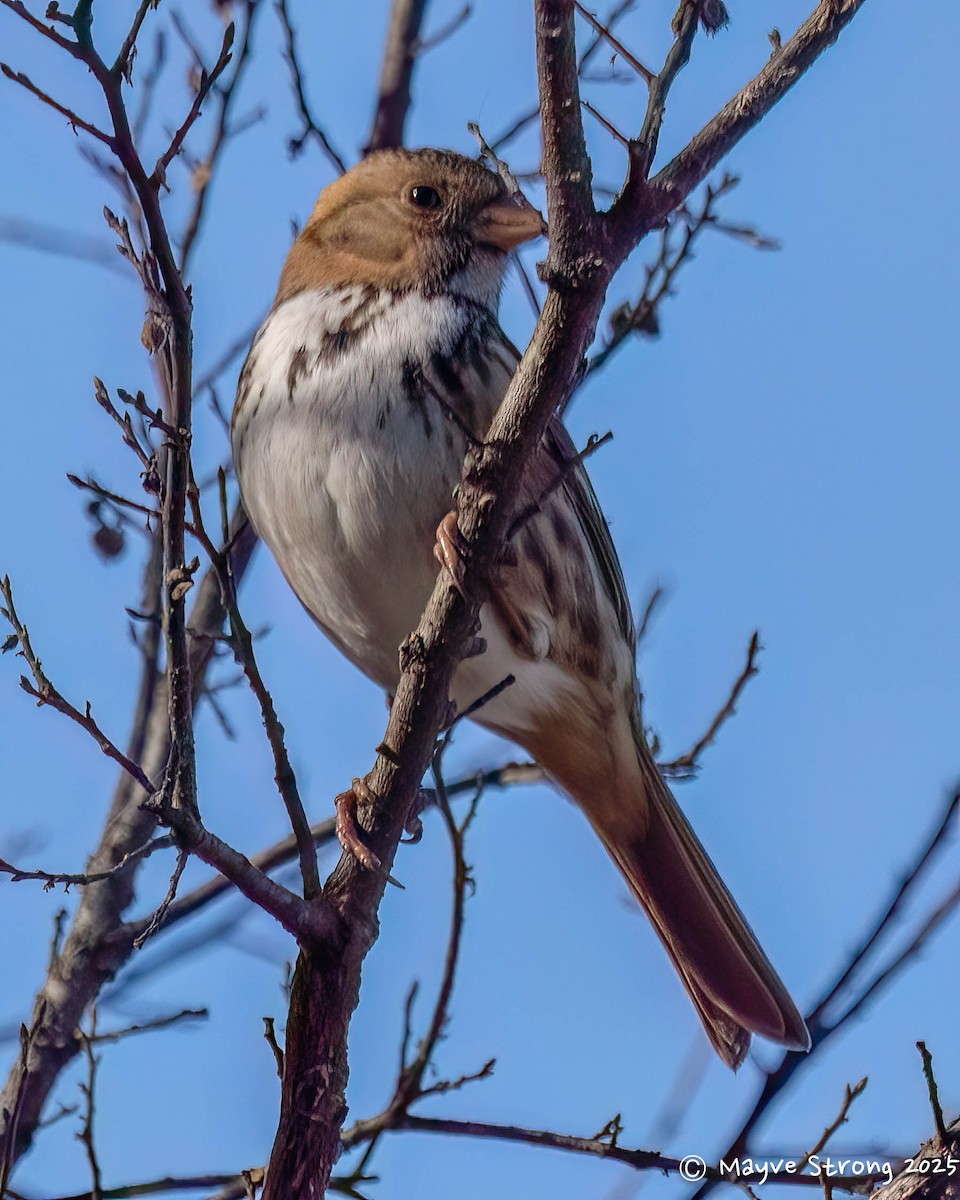 Harris's Sparrow - ML646787721
