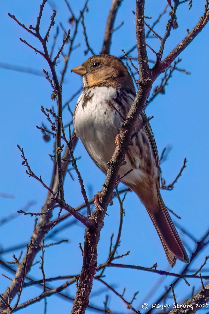Harris's Sparrow - ML646787722