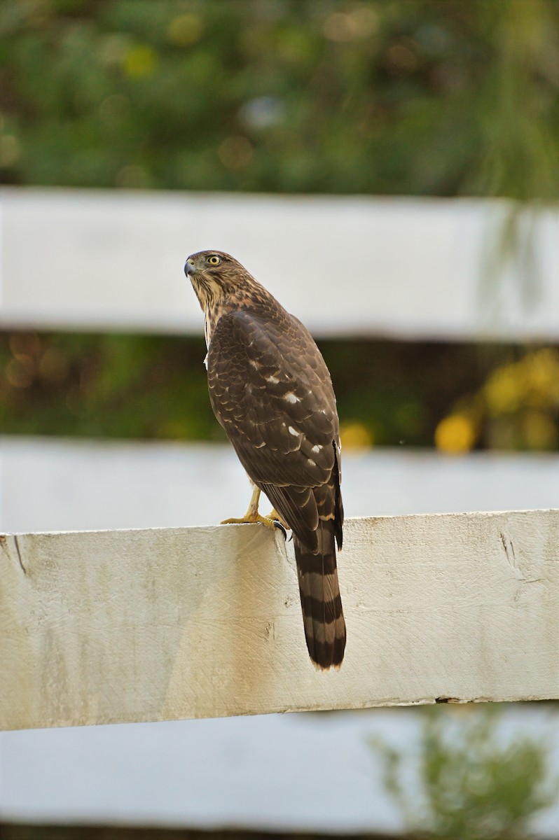 Cooper's Hawk - ML646787723