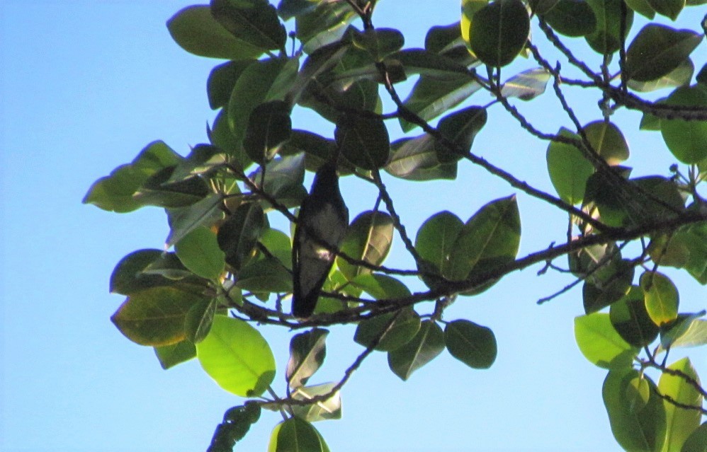 Glittering-throated Emerald - ML646787729