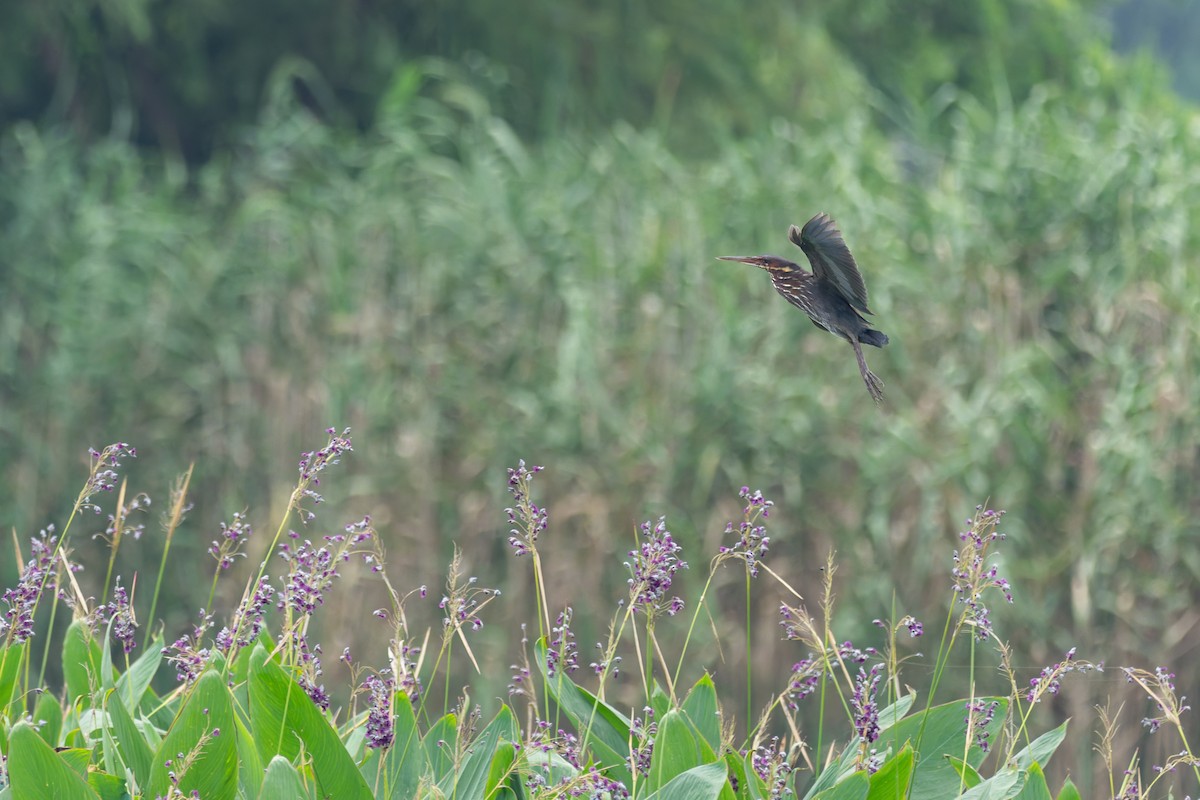 Black Bittern - ML646787734