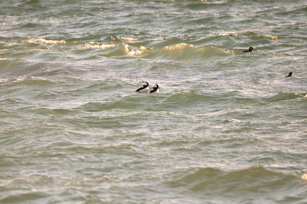 Bufflehead - ML646787736