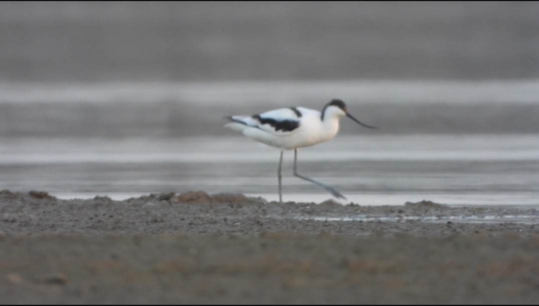 Avoceta Común - ML646787737