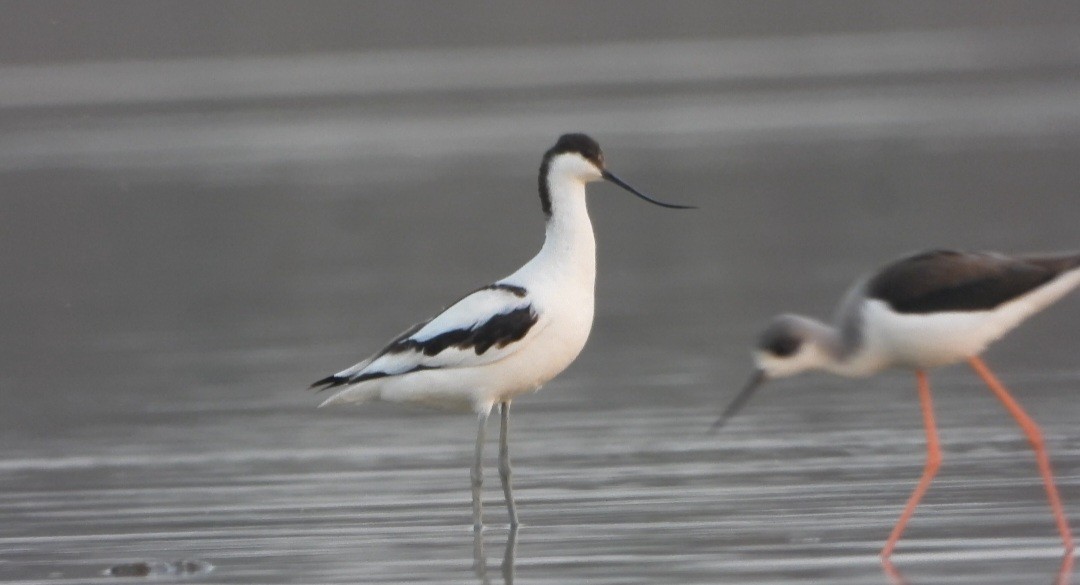 Avoceta Común - ML646787738