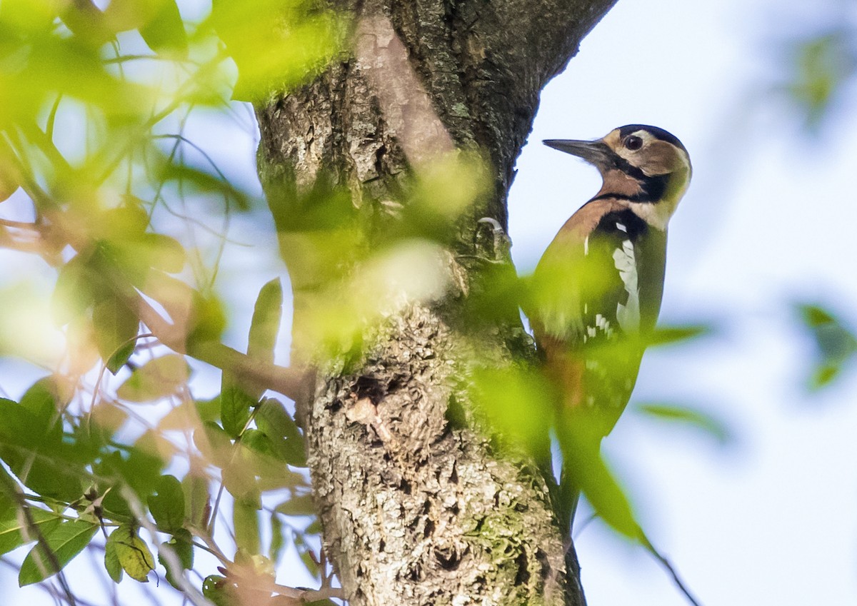 Buntspecht (Chinabuntspecht) - ML646787741