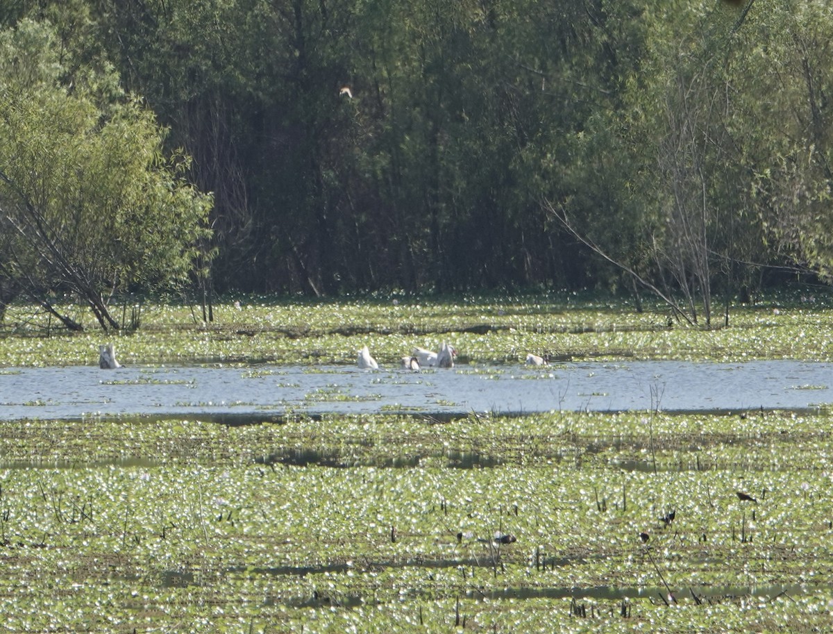 Coscoroba Swan - ML646787745