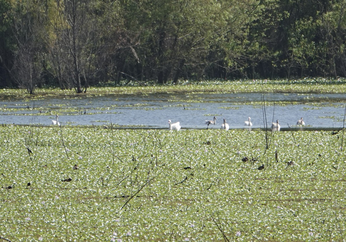 Coscoroba Swan - ML646787746