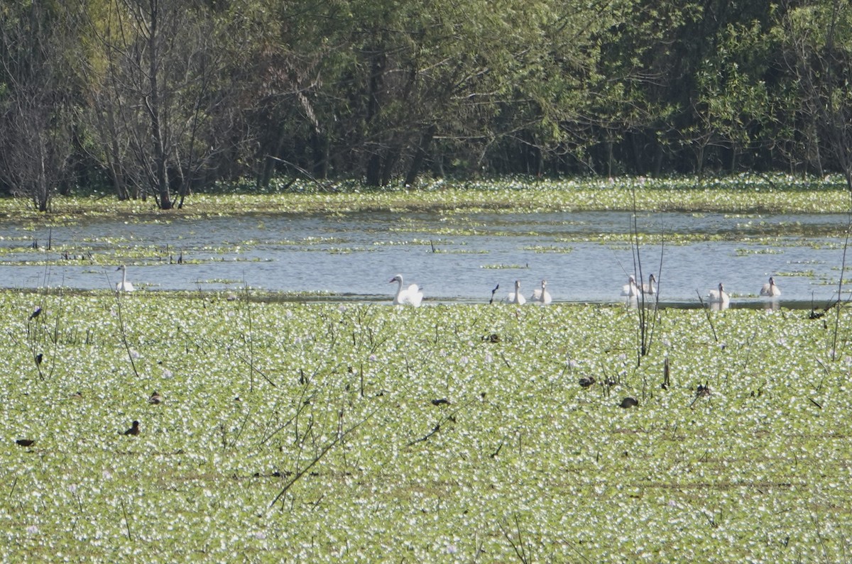 Coscoroba Swan - ML646787747