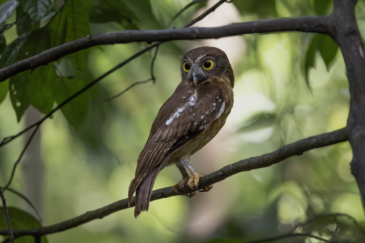 Ninoxe ocrée - ML646787748