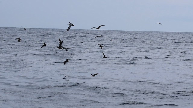 סערונית חומה - ML646787749